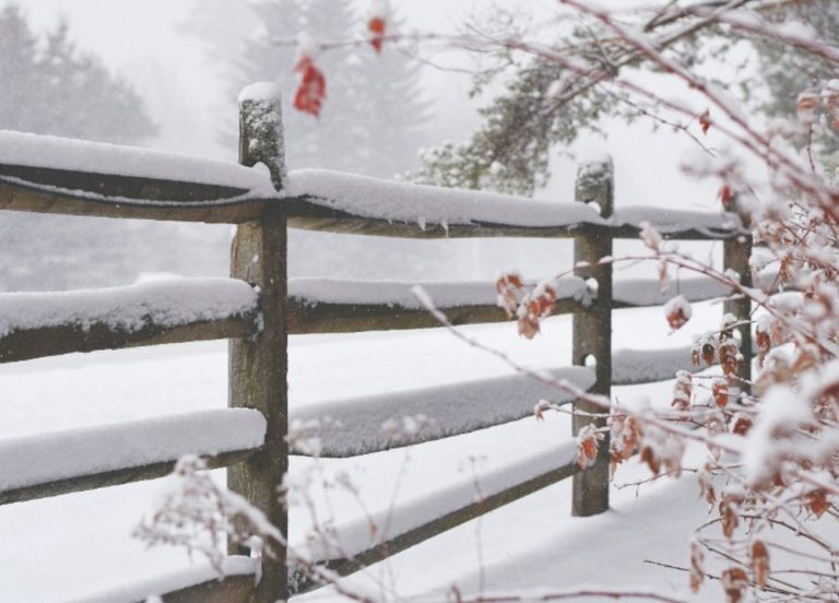 How Wet Winters Are Shortening the Lifespan of Traditional Garden Fencing