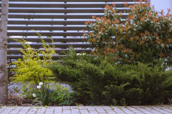 A landscaped area with shrubs and plants in front of a wooden fence.