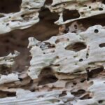 Close-up image of wood damaged by termites showing intricate patterns of tunneling and decay