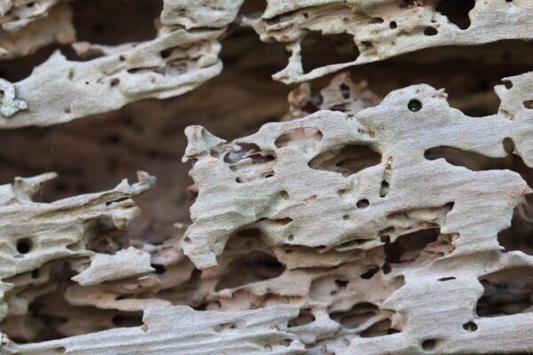Close-up image of wood damaged by termites showing intricate patterns of tunneling and decay