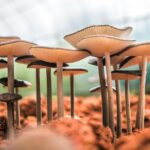 Close-up of magic mushrooms growing in soil