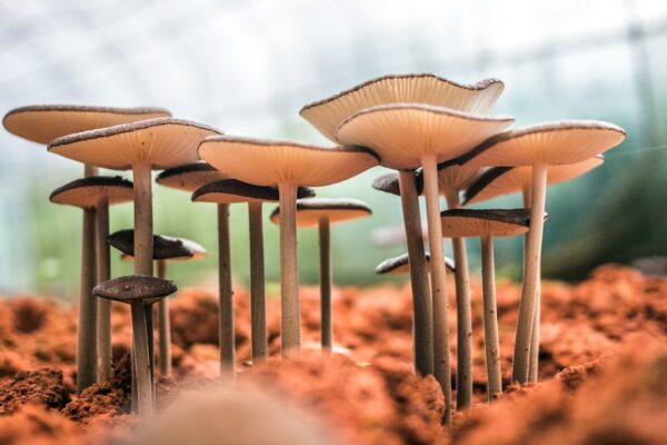 Close-up of magic mushrooms growing in soil
