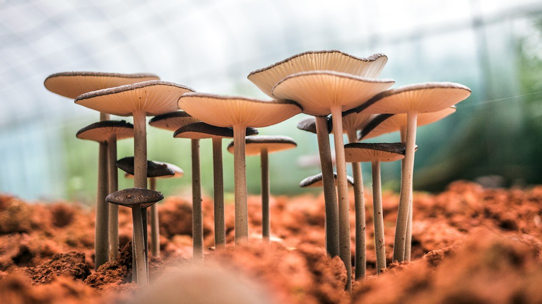 Close-up of magic mushrooms growing in soil